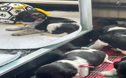 Nederlandse Schapendoes honden te koop: Nederlandse schapendoes puppy’s  - Afbeelding 6