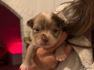 Pomchi honden Pomchi - Advertentie 6