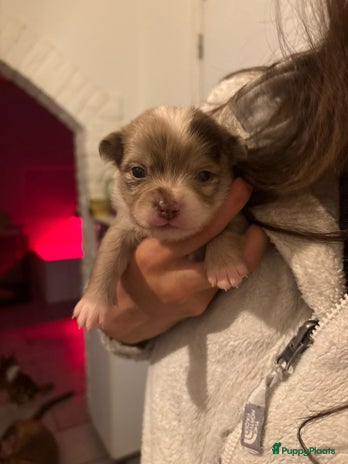 Pomchi honden Pomchi - Advertentie 3