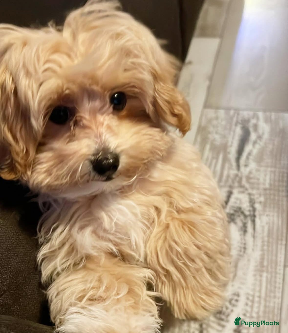 Maltipoo honden Herplaatsing F1 mini maltipoo - Advertentie 2