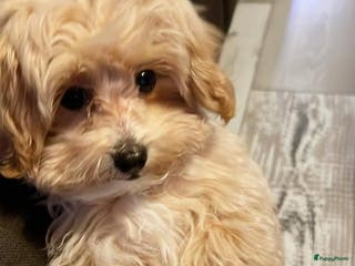 Maltipoo honden Herplaatsing F1 mini maltipoo - Advertentie 1