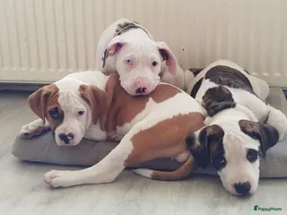 Kruising honden Puppy's te koop - Advertentie 2