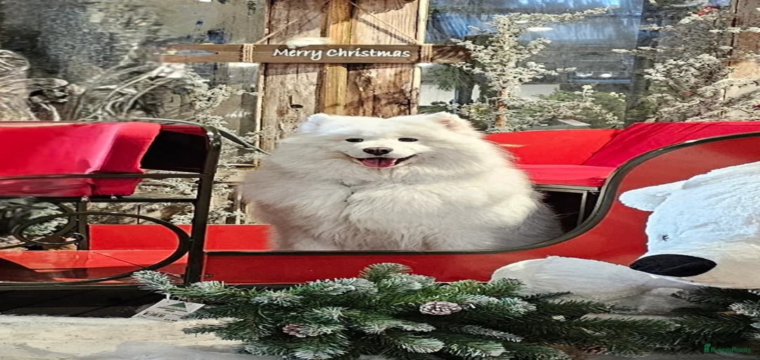 Galerij afbeelding {{count}}