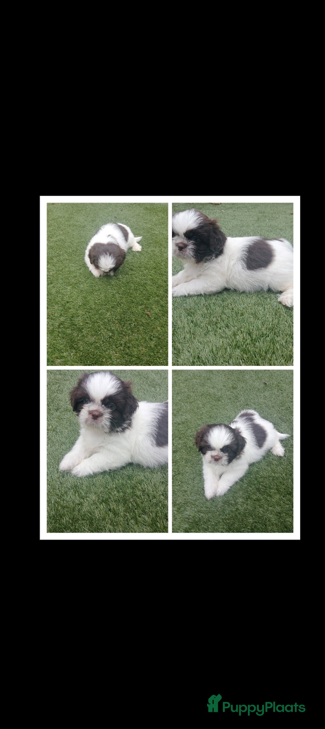 Shih Tzu honden te koop: Raszuivere Shih tzu pups nog 1 teefje en 1 reutje  - Afbeelding 17