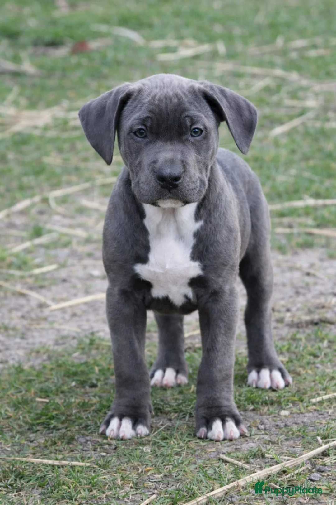 Amerikaanse Bully honden te koop: American Bully Pups ABKC stamboom België  - Advertentie 5