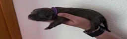 Amerikaanse Bully honden te koop: Mooie bully’s  - Advertentie 8