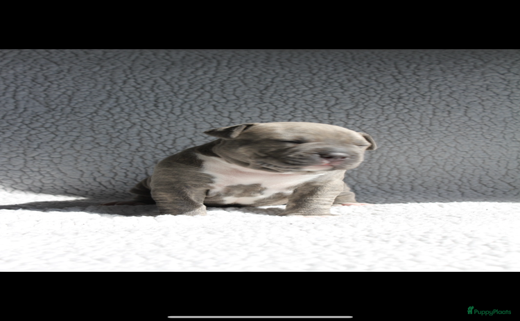 Amerikaanse Bully honden - Advertentie 1