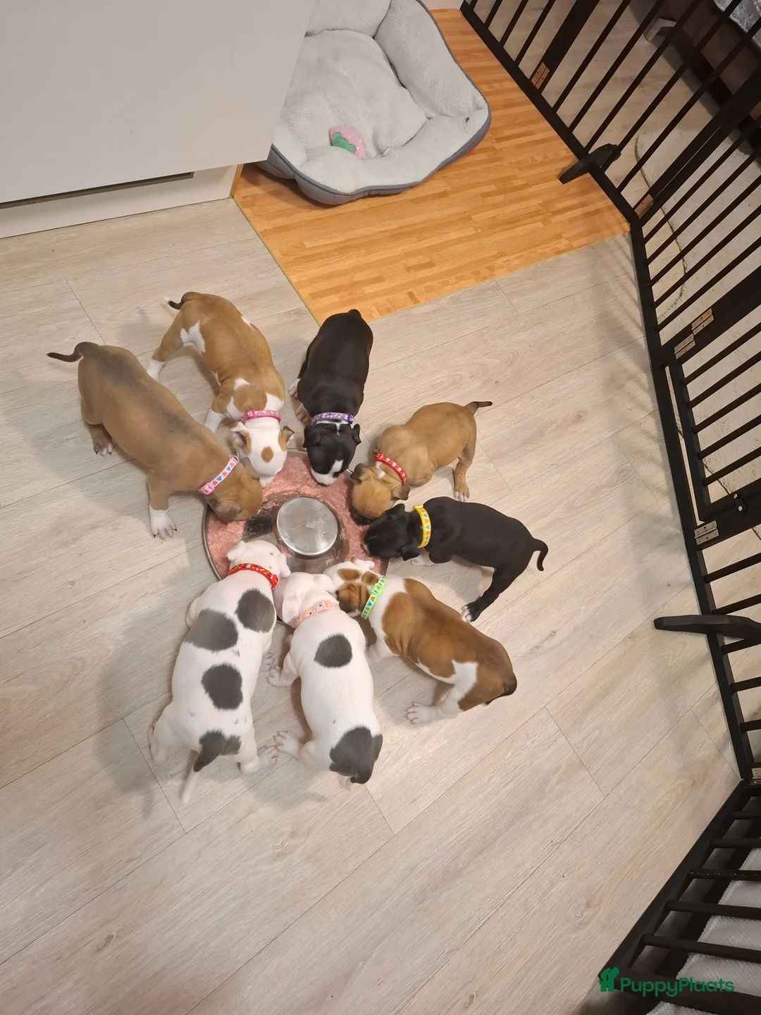 American Staffordshire Terriër honden te koop: American Staffordshire Terriers Pupps  - Advertentie 16