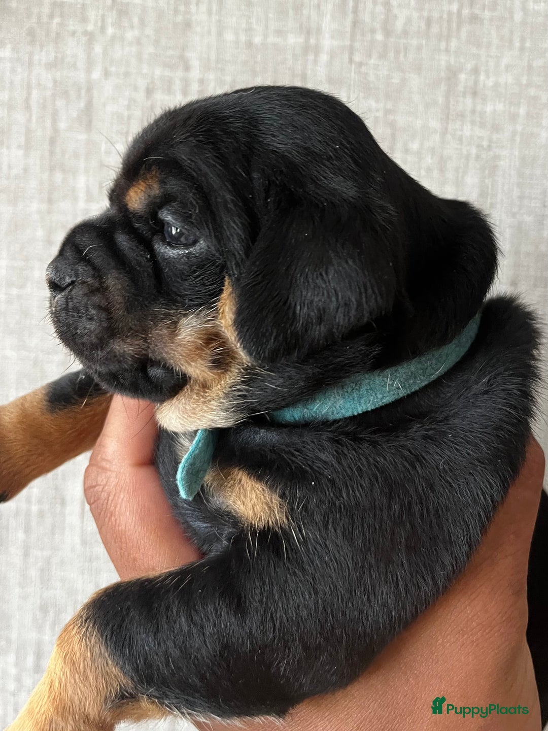 Dwergpinscher honden te koop: Carlin Pinscher Puppy’s te koop - Afbeelding 6