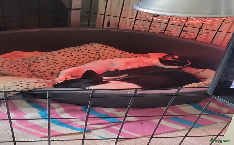 Chihuahua honden - Advertentie 3