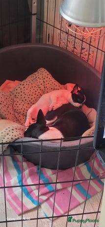 Chihuahua honden - Advertentie 1