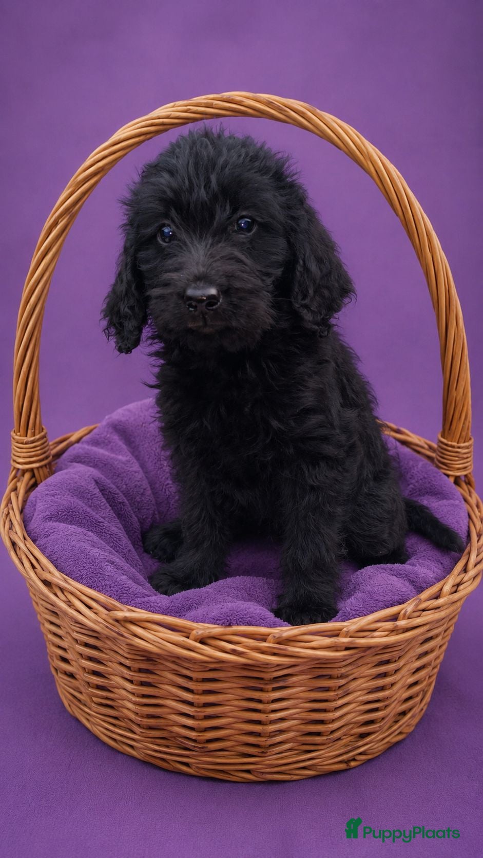 Labradoodle honden Labradoodle puppie's ❤️❤️ 2 teefjes  - Advertentie 1