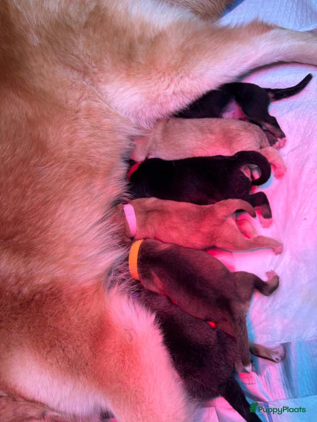 Pomsky honden te koop: Pomsky pups - Advertentie 28