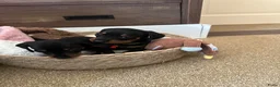 Teckel (korthaar)  honden te koop: Lieve speelse dwerg teckeltjes  - Advertentie 16
