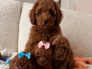 Poedel Toy honden toy poedel puppies - Advertentie 1