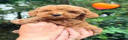 Kruising honden te koop: Kleine poedel pups (toypoedel x dwergpoedel) - Advertentie 6