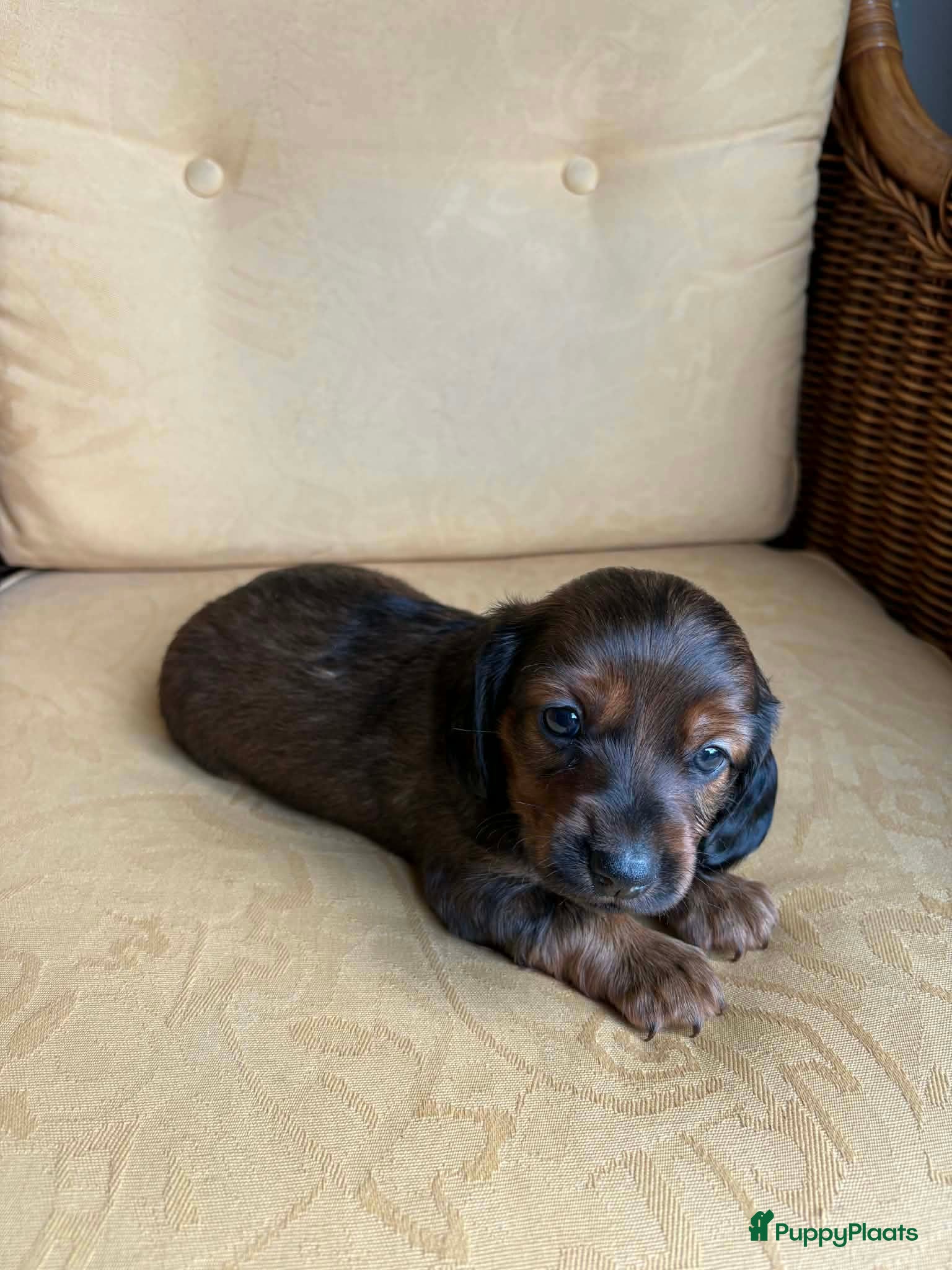 Kruising honden Prachtige Teckelpups zoeken een liefdevol thuis 🐾 - Advertentie 2