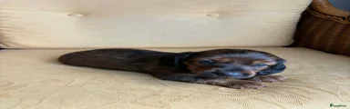 Kruising Puppy 4