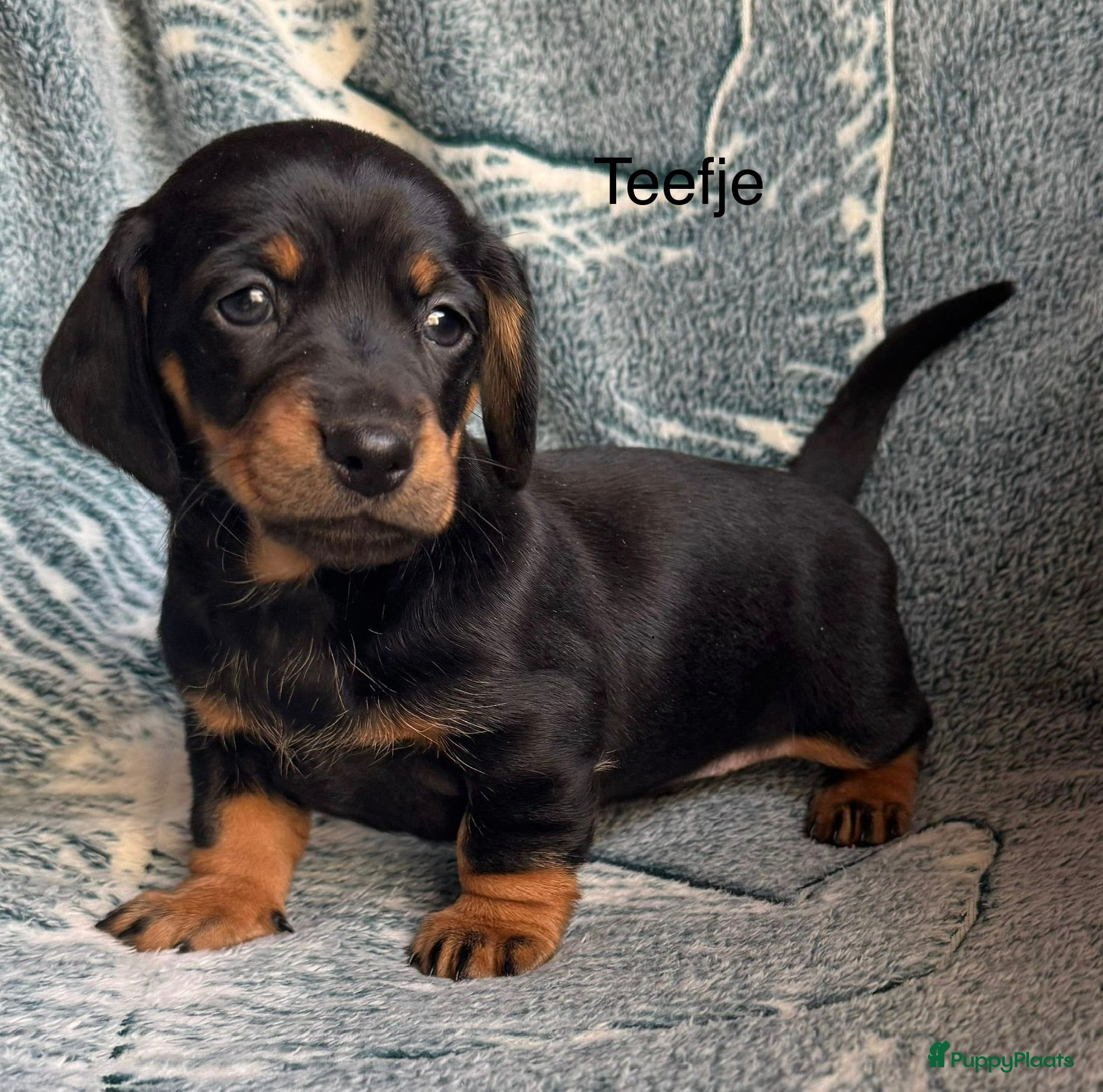 Teckel (korthaar)  honden Teckel pups choco tan / black and tan  - Advertentie 15
