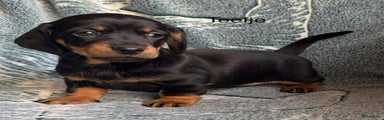 Teckel (korthaar)  Puppy 4