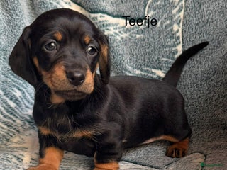 Teckel (korthaar) honden Teckel pups choco tan / black and tan - Advertentie 9
