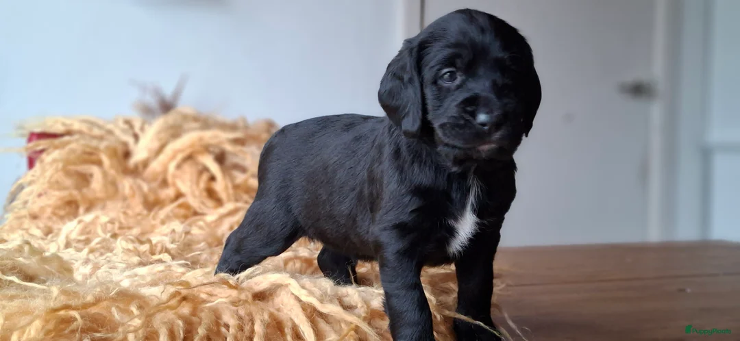 Kruising honden te koop: Labradoodle x Bloedhond / Zwitserse Senner pups - Advertentie 8