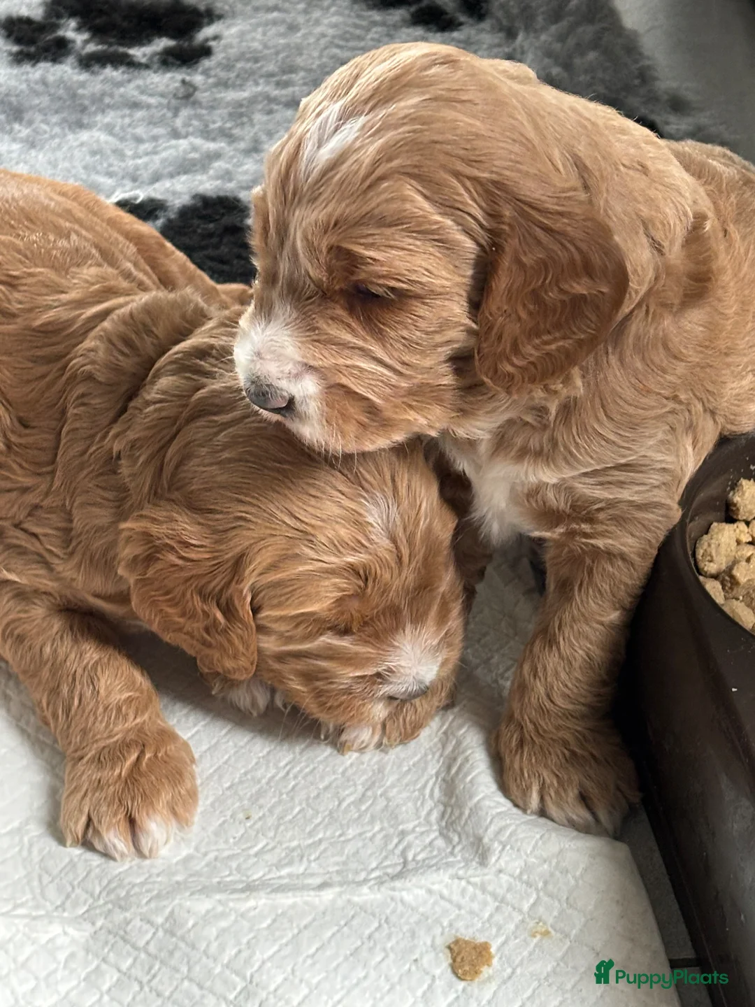 Australian Labradoodle honden te koop: Australian labradoodle pups - Advertentie 2