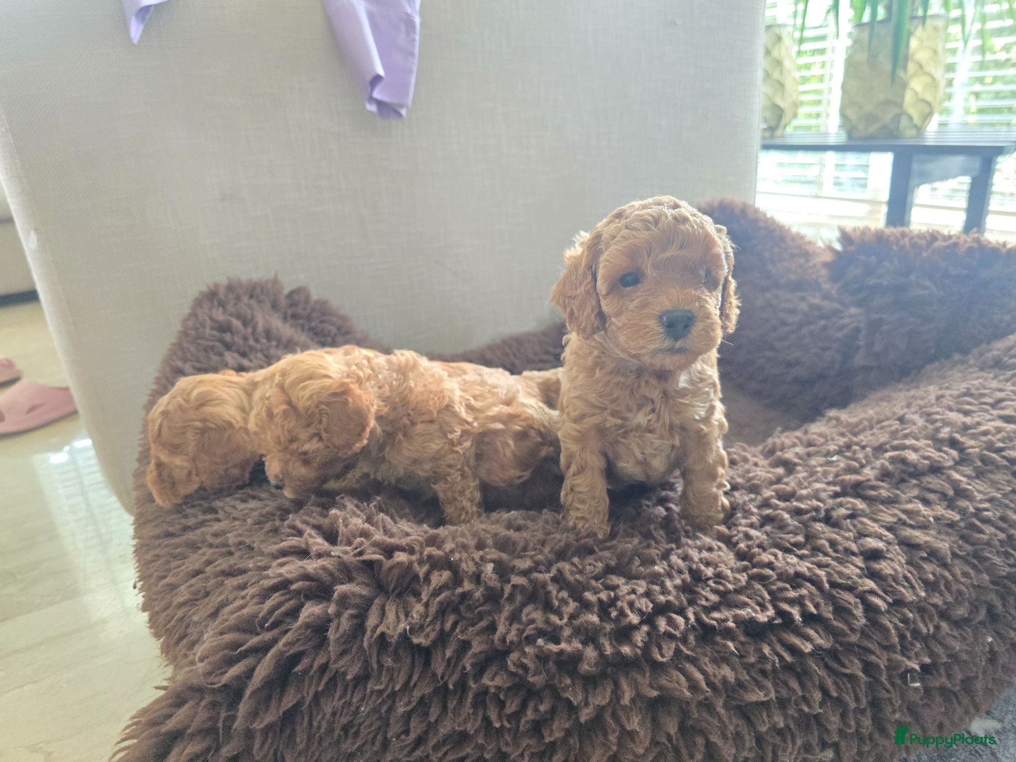 Poedel Toy honden Toypoedel pups - Advertentie 2