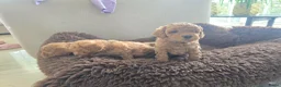 Poedel Toy honden te koop: Toypoedel pups - Advertentie 2