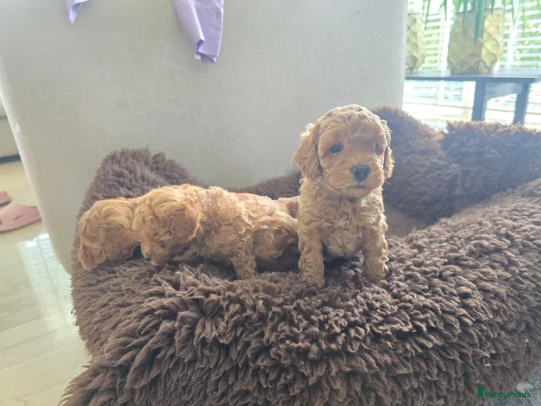 Poedel Toy honden te koop: Toypoedel pups - Advertentie 2