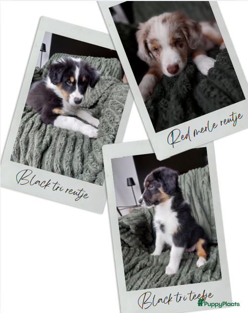 Australian Shepherd honden 🐾 Warme thuis voor Australian Shepherd pups 🐾 - Advertentie 1