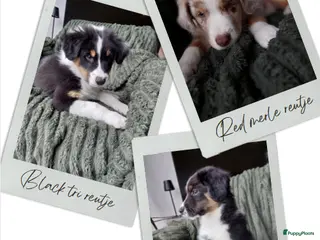 Australian Shepherd honden 🐾 Warme thuis voor Australian Shepherd pups 🐾 - Advertentie 1