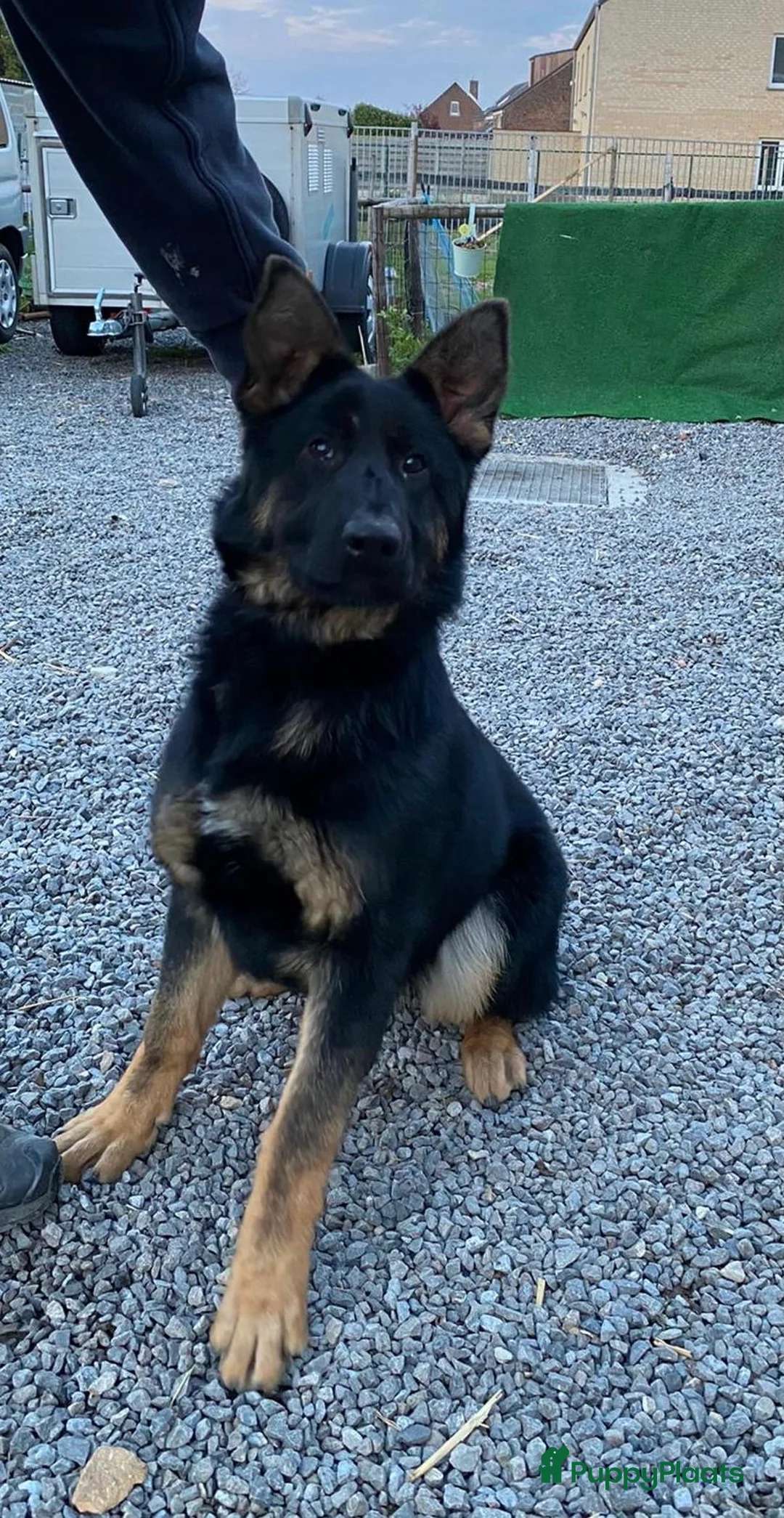 Duitse Herder honden te koop: Herder pup 16 weken (21-9-2025) - Advertentie 1
