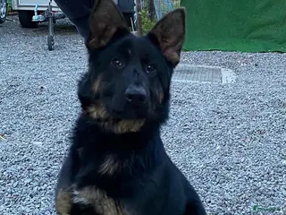 Duitse Herder honden Herder pup 16 weken (21-9-2025) - Advertentie 1