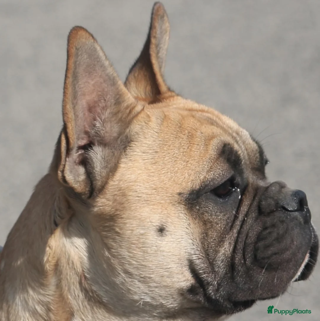 Franse Bulldog honden te koop: Franse bulldog raszuiver FCI (geteste ouders)  - Advertentie 3
