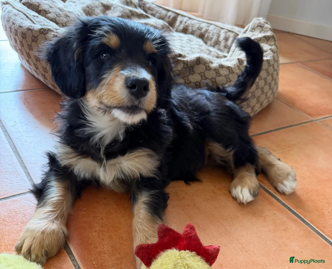 Bernedoodle honden te koop: Mini Bernedoodle pups te koop - Advertentie 1