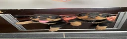 Rottweiler honden te koop: Lieve rottweilers puppy’s  - Advertentie 21