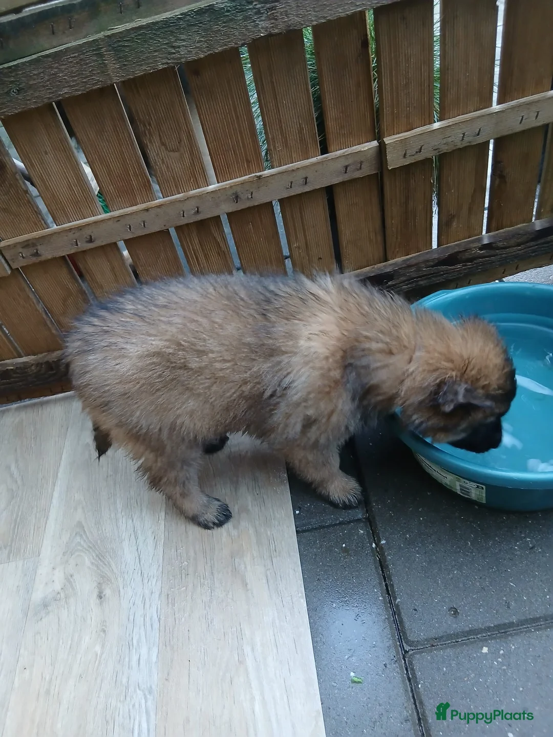 Kruising honden te koop: 1 tervurense herder teefje pup  - Advertentie 2