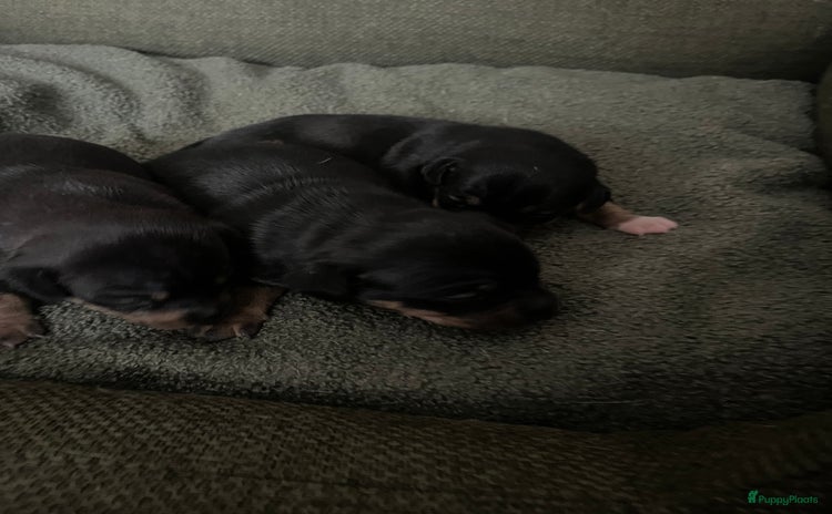 Jack Russel Terriër honden - Advertentie 4