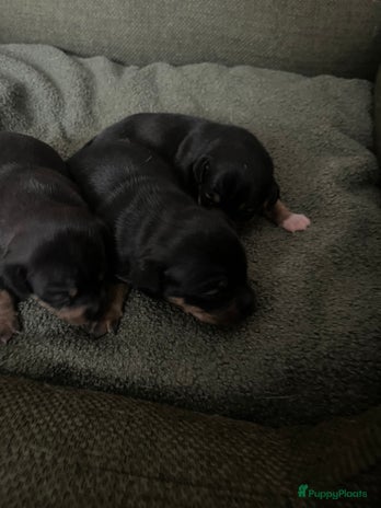 Jack Russel Terriër honden - Advertentie 4