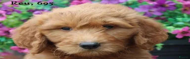 Goldendoodle 3