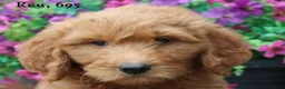Goldendoodle honden te koop: Mooie Goldendoodle pups - Advertentie 32