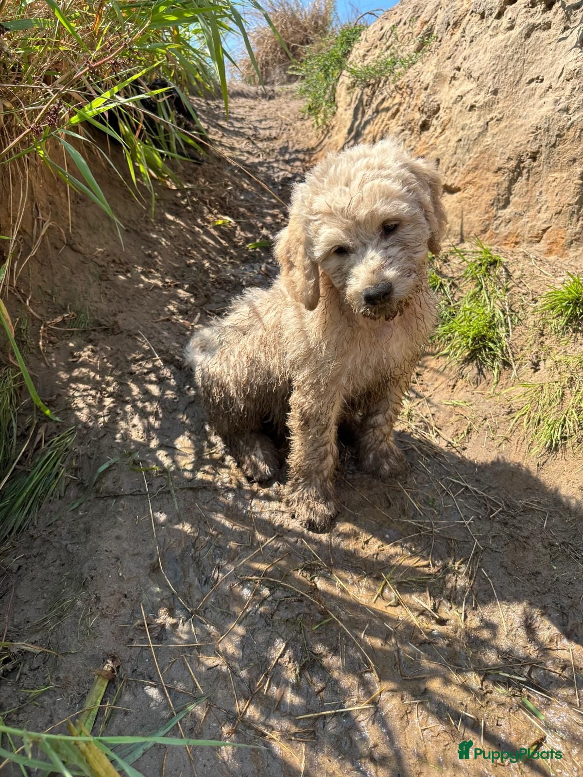Labradoodle honden Australian Goldendoodle X Labradoodle double   - Advertentie 2