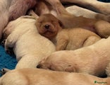 Labrador Retriever Puppy 4