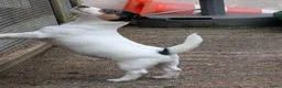 Jack Russel Terriër honden te koop: Nog 4 lieve Jack Russell pups met stamboom  - Advertentie 2