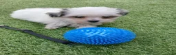 Boomer honden te koop: Prachtige boomer pups uit 1 malig gelegenheid nest - Advertentie 10