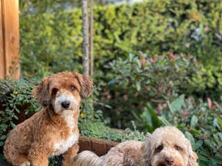 Maltipoo honden maltipoo pups , te zien met beide ouders. - Advertentie 5