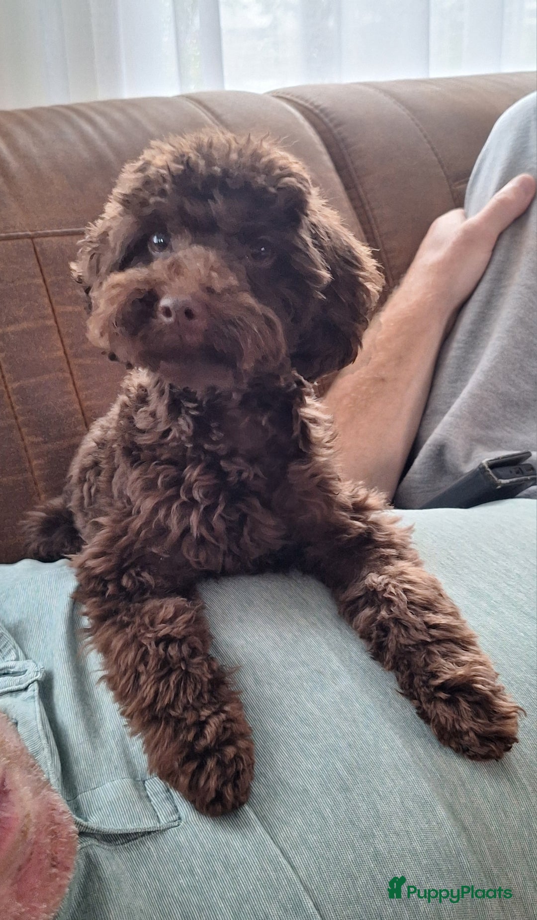 Dwergpoedel honden ter dekking: kleine dwergpoedel dekreu choco - Advertentie 3