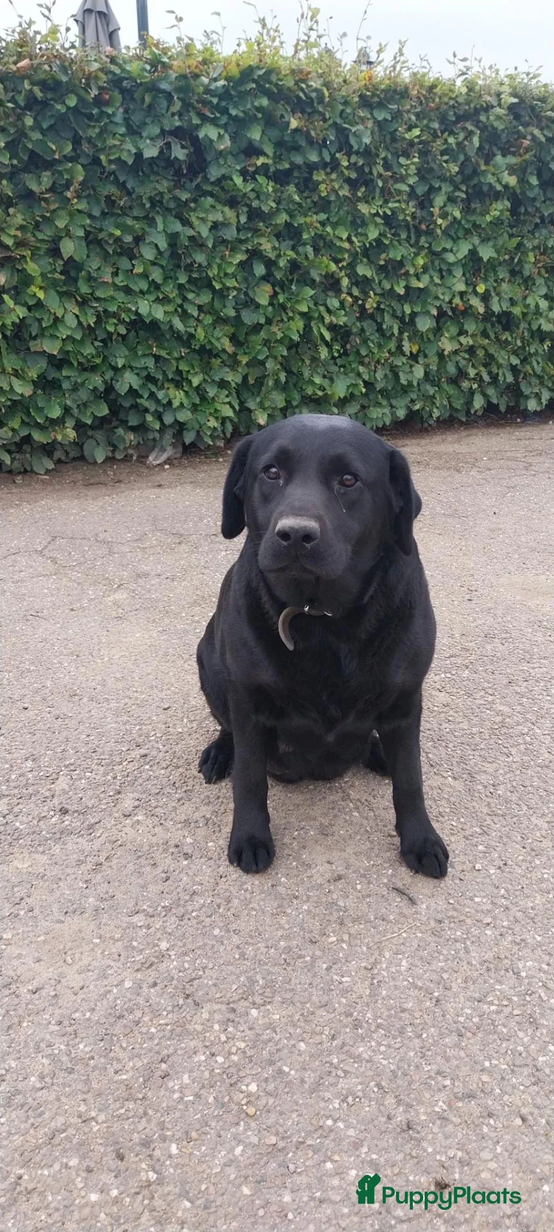 Labrador Retriever honden te koop: Pups labrador retriever - Advertentie 1