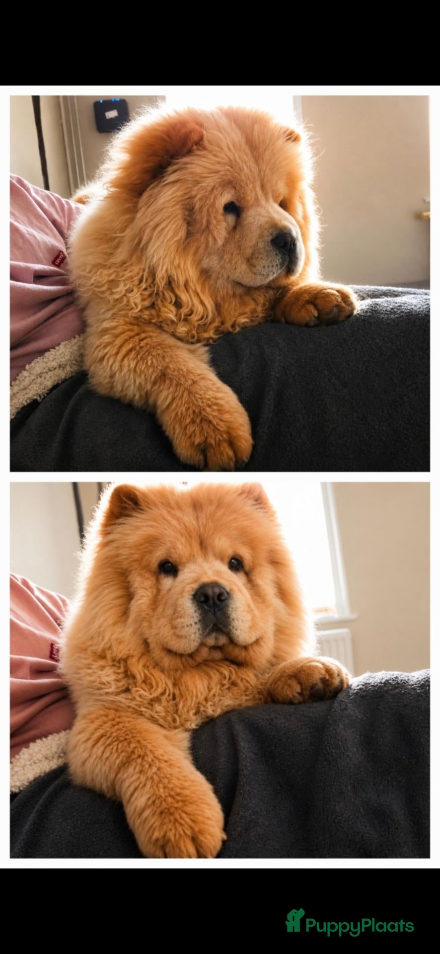 Chow Chow honden Chow chow pups verwacht - Advertentie 3